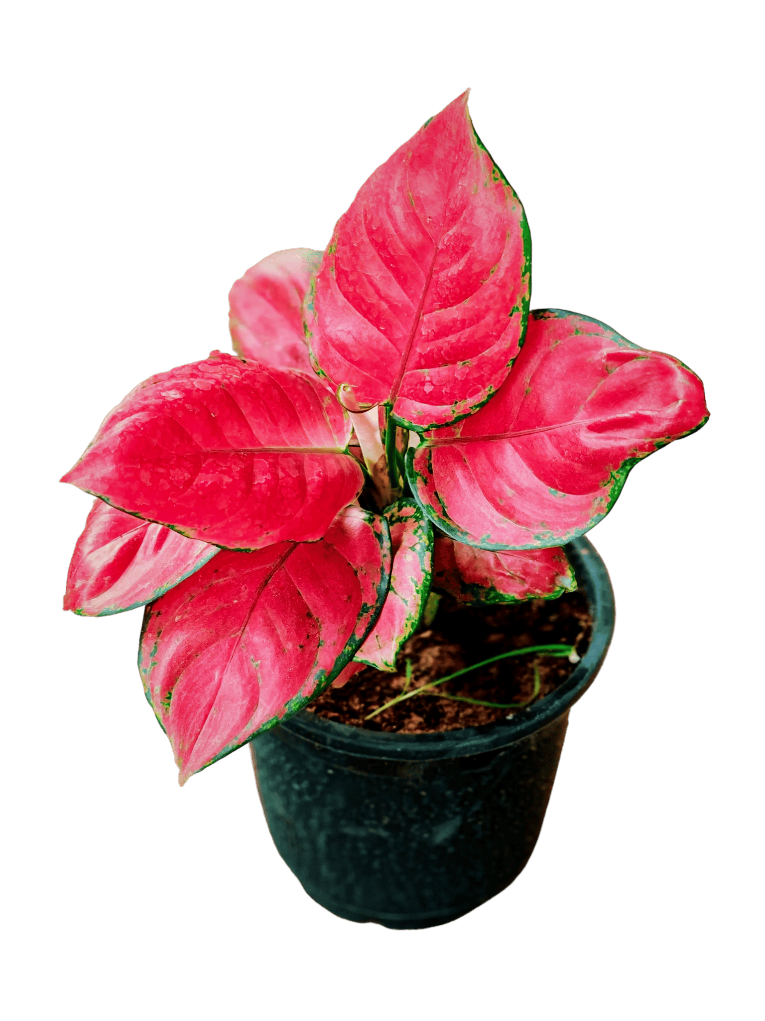 Lush and Vibrant Aglaonema Red: A Touch of Elegance for Your Indoor Space [RAJ GARDEN PLANTS]