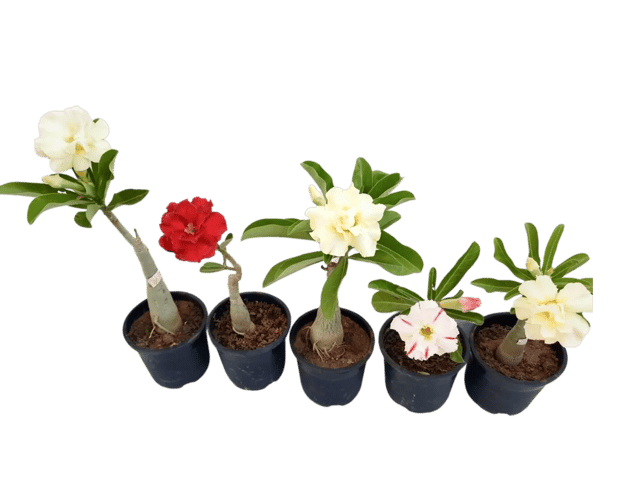 Adenium Grafted (5 Plants ) Mixed Colour [RAJ GARDEN PLANTS]