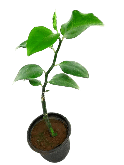 Naagdon Plant, Euphorbia Tithymaloides, Nagdamni, , Nagdoun Plant [RAJ GARDEN PLANTS]
