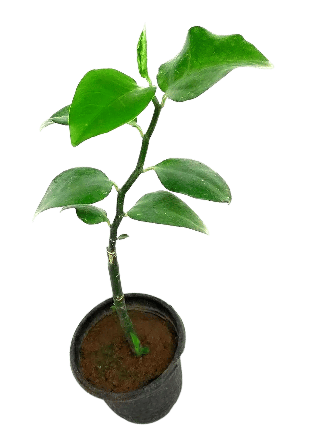 Naagdon Plant, Euphorbia Tithymaloides, Nagdamni, , Nagdoun Plant [RAJ GARDEN PLANTS]