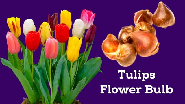 Celebrate New Beginnings: Cheerful Spring Tulip Bulbs for Fresh Optimism ( 3 bulbs ) [RAJ GARDEN PLANTS]