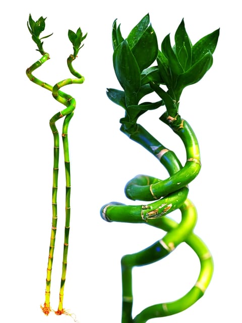 Mystical Twirling Bamboo: Feng Shui Spiral for Good Luck and Harmony ( 2 Piece) [RAJ GARDEN PLANTS]