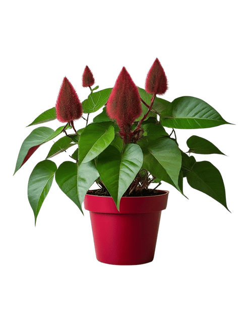 Sindur Plant, Sindoor Plant, Lipstick Plant, Achiote, Annatto, Bixa orellana [RAJ GARDEN PLANTS]