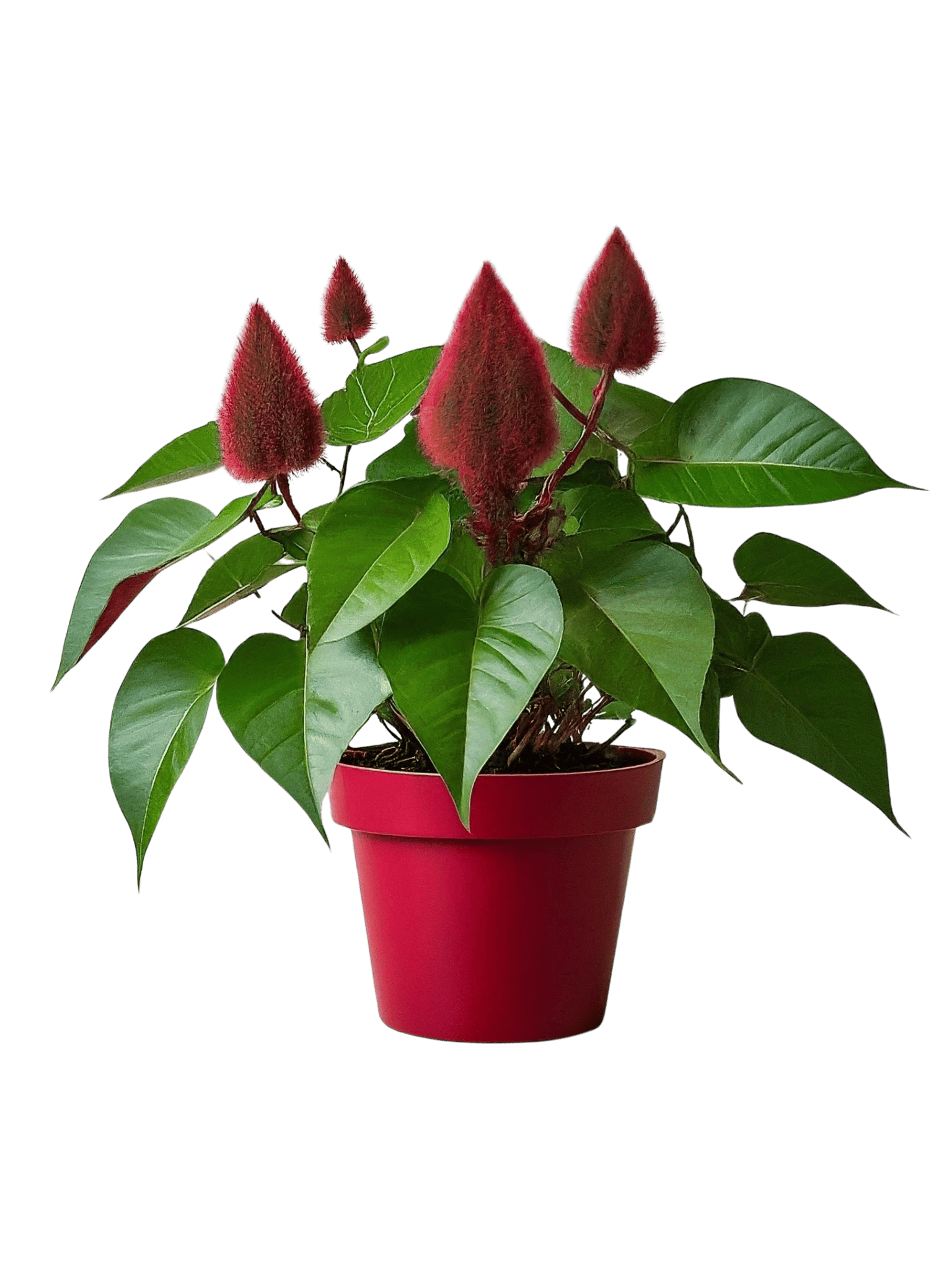 Sindur Plant, Sindoor Plant, Lipstick Plant, Achiote, Annatto, Bixa orellana [RAJ GARDEN PLANTS]