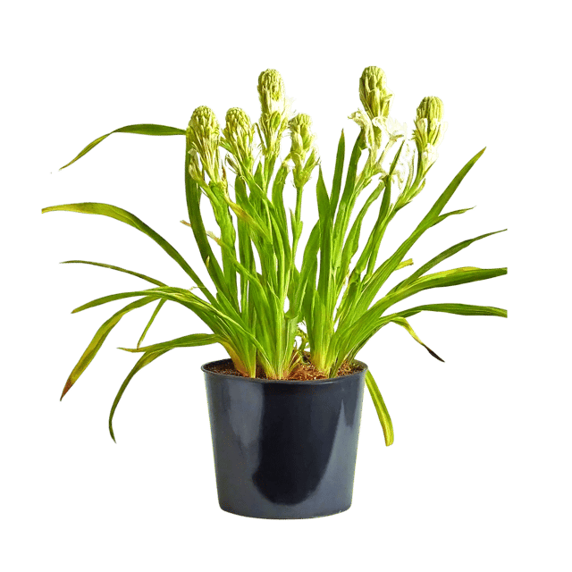 Rajni Gandha Double dwarf Flower bulb pack of 2 [RAJ GARDEN PLANTS]