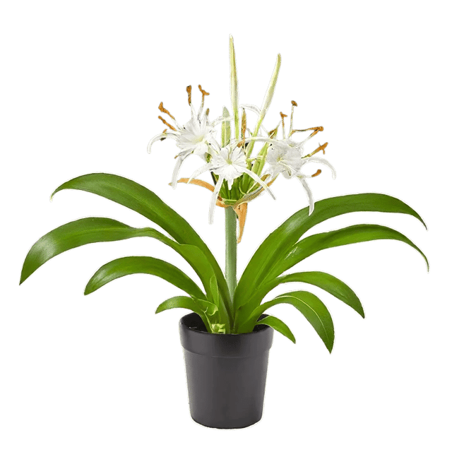 Good Luck Sudarashan Lily Plant, Beach Spider Lily Live Plant/Hymenocallis littoralis [RAJ GARDEN PLANTS]