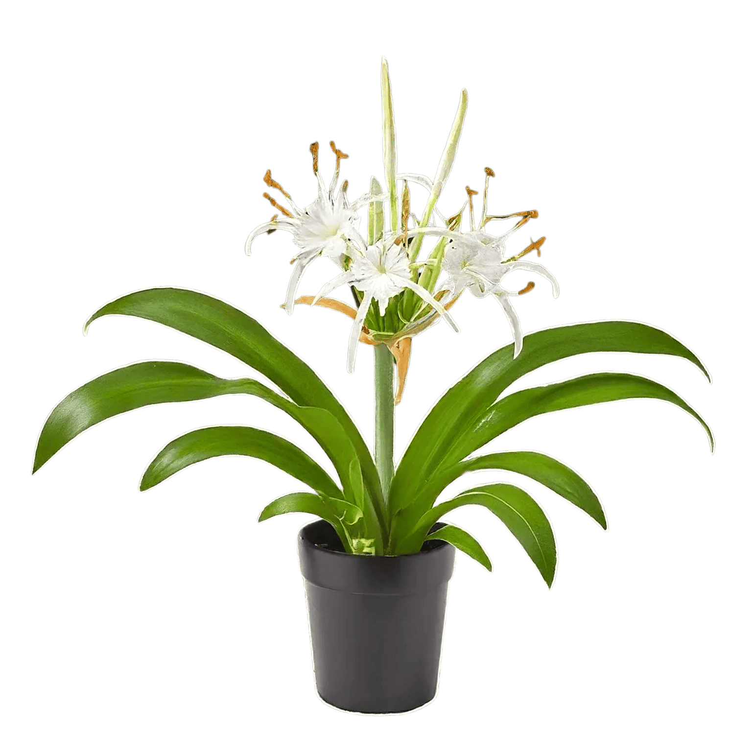 Good Luck Sudarashan Lily Plant, Beach Spider Lily Live Plant/Hymenocallis littoralis [RAJ GARDEN PLANTS]