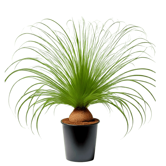 Nolina Live Plant, Beaucarnea Recurvata, Elephant's Foot, Ponytail Palm [RAJ GARDEN PLANTS]