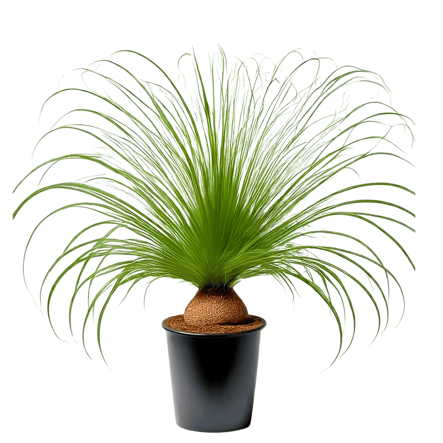 Nolina Live Plant, Beaucarnea Recurvata, Elephant's Foot, Ponytail Palm [RAJ GARDEN PLANTS]