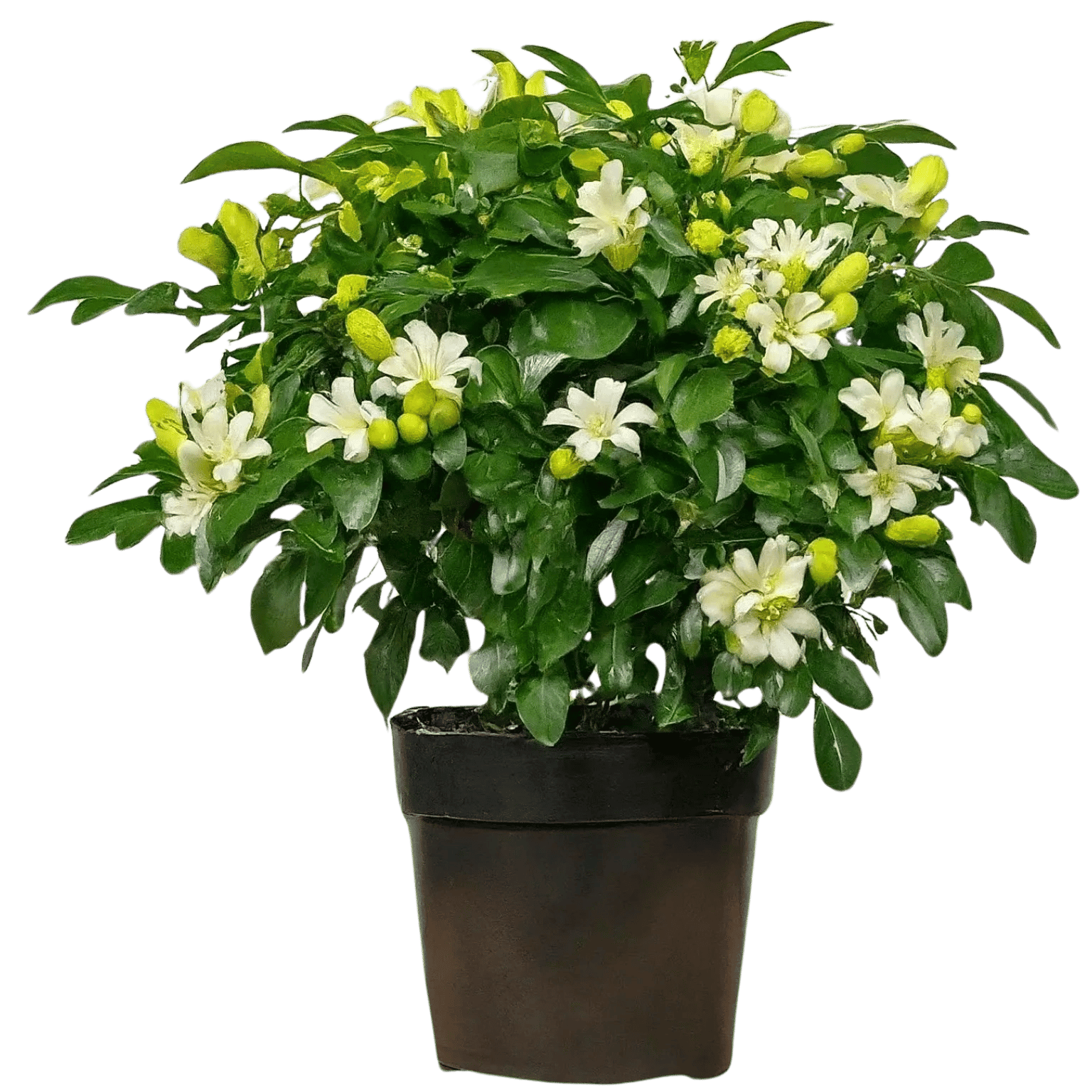 Madhukamini Flower Plant, Murraya paniculata [RAJ GARDEN PLANTS]