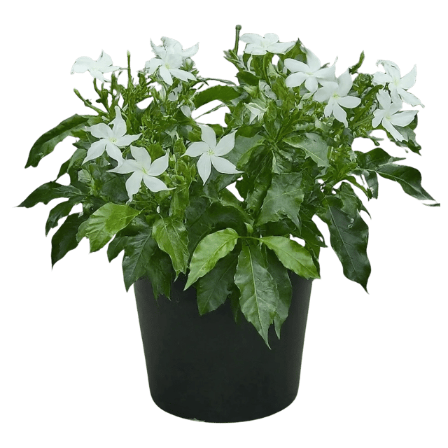 Chandani Flower Plant, Tabernaemontana corymbosa [RAJ GARDEN PLANTS]
