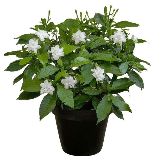 Chandani Double Flower Plant, Tabernaemontana divaricata, Crepe Jasmine, Carnation of India ( Garudavardhanam ) [RAJ GARDEN PLANTS]