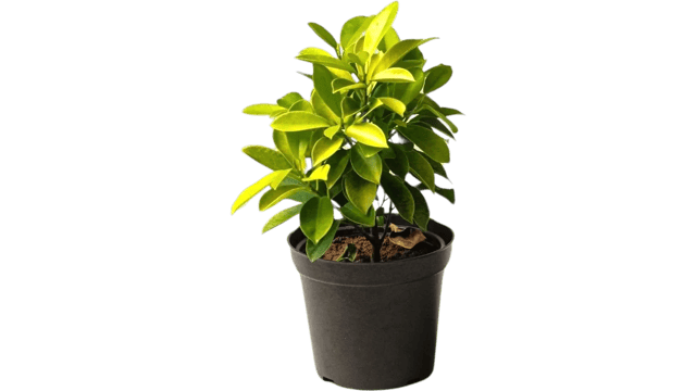 Ficus Panda Plant, Cuban Laurel , Ficus Retusa [RAJ GARDEN PLANTS]