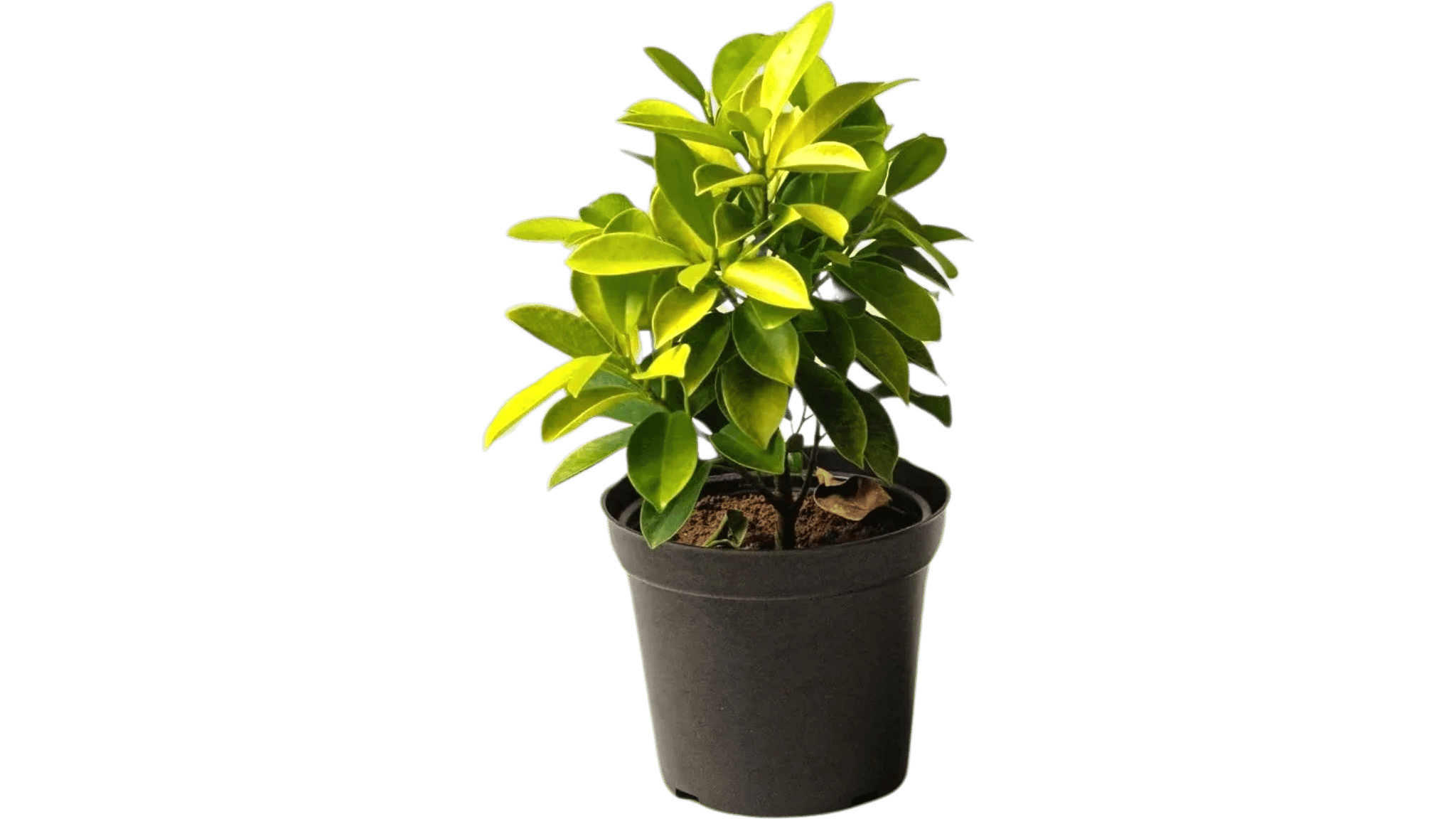 Ficus Panda Plant, Cuban Laurel , Ficus Retusa [RAJ GARDEN PLANTS]