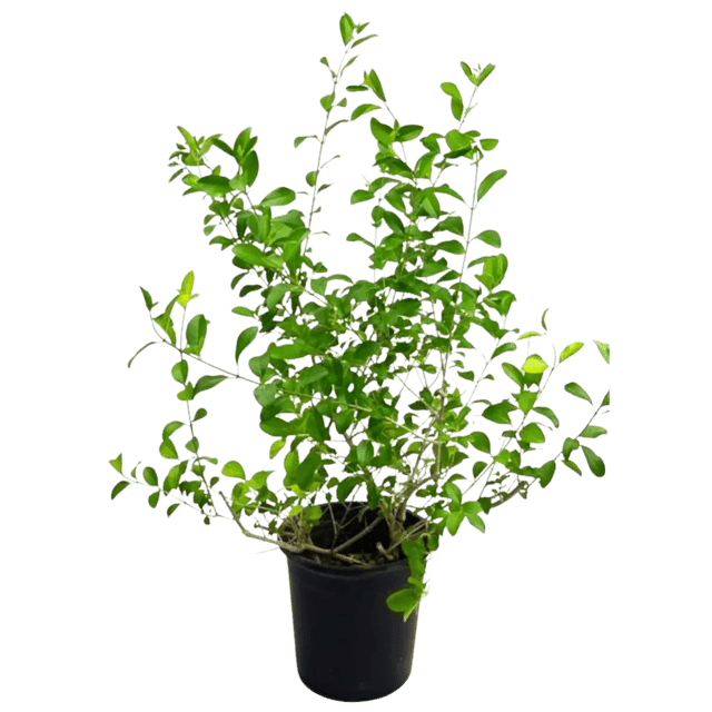Inerme Hedge Plant,(5 Plants) Clerodendrum inerme, Anarmi, Garden Hedge Plant [RAJ GARDEN PLANTS]
