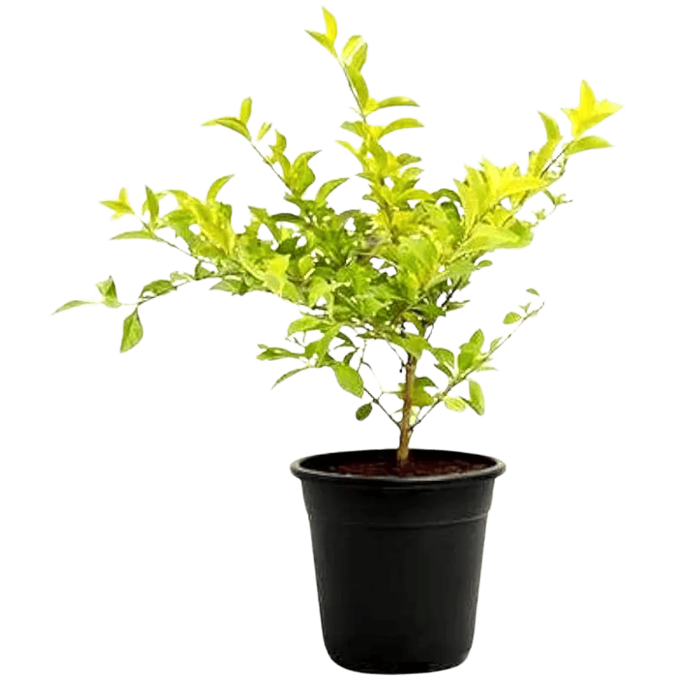 Golden Hedge Plant (5Plants), Golden Duranta,Duranta erecta [RAJ GARDEN PLANTS]