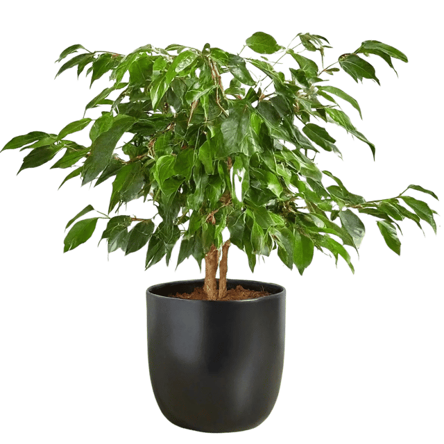 Ficus Benjamina Plant, Weeping Fig, Benjamin Fig Plant [RAJ GARDEN PLANTS]