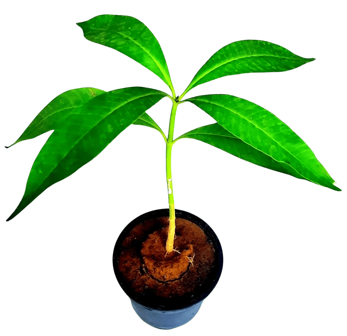 Saptparni Plant, Alstonia scholaris, Blackboard Tree or Devil's Tree Live Plant [RAJ GARDEN PLANTS]