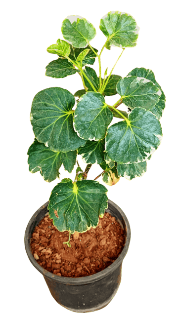 Aralia Dinner Plate Plant, Spikenards , Indoor Plant [RAJ GARDEN PLANTS]