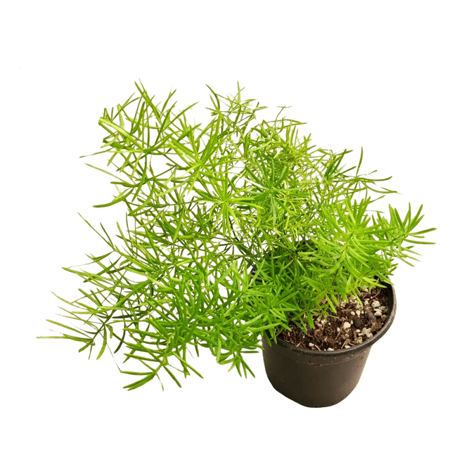 Compact Sprenger Asparagus Fern, Asparagus densiflorus 'Sprengeri Compacta' [RAJ GARDEN PLANTS]