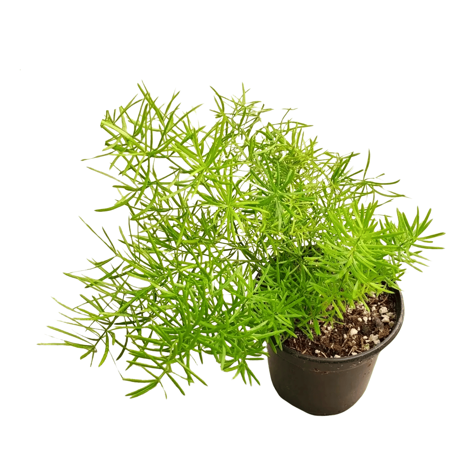 Compact Sprenger Asparagus Fern, Asparagus densiflorus 'Sprengeri Compacta' [RAJ GARDEN PLANTS]