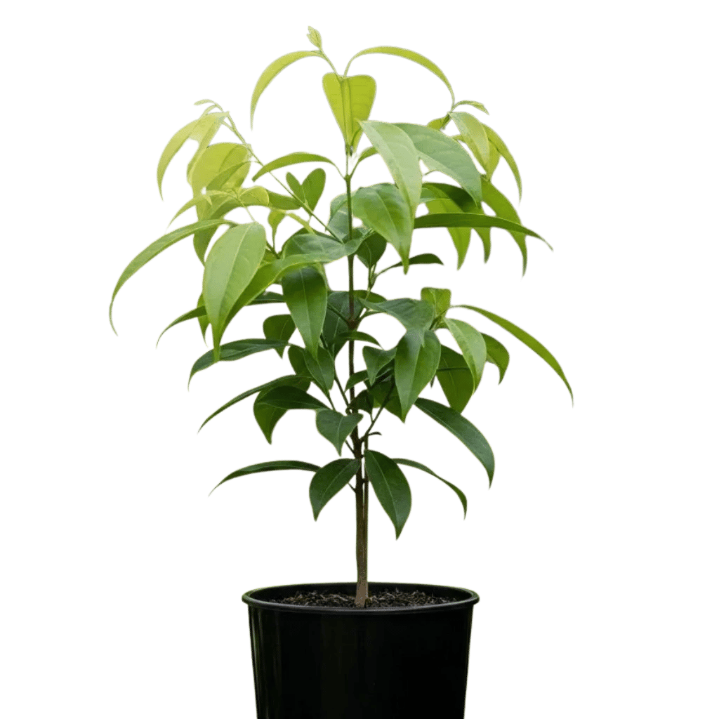 Kapoor Plant, Camphor Tree, Cinnamomum camphora Plant [RAJ GARDEN PLANTS]
