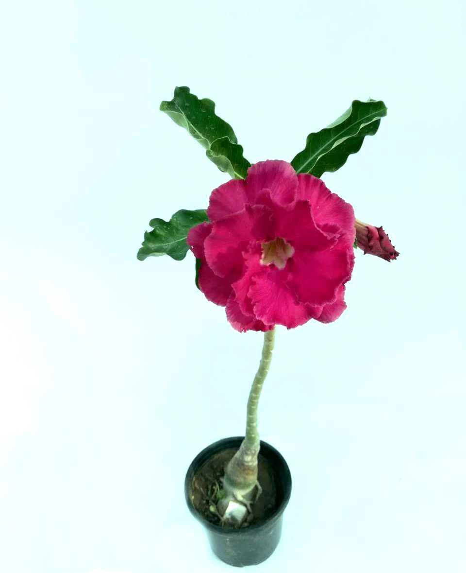 ... ...