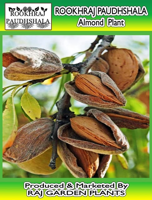 Almond Live Plant RimJhim Variety, Badam Tree [RAJ GARDEN PLANTS]
