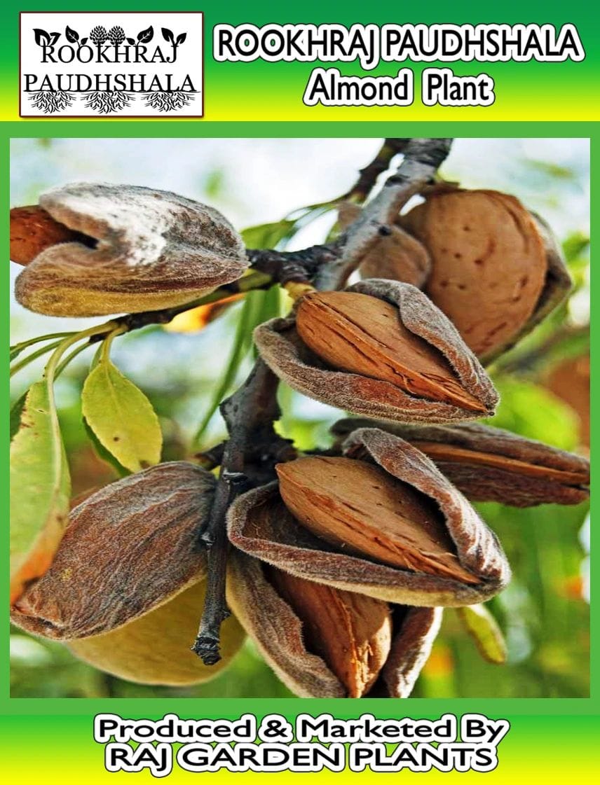 Almond Live Plant RimJhim Variety, Badam Tree [RAJ GARDEN PLANTS]