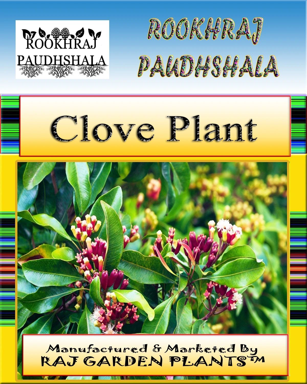 Clove Plant , Syzygium Aromaticum, Labongo, Laung Live Plant, Clove, Lavang Plant [RAJ GARDEN PLANTS]