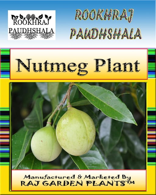 Jayfal Live Plant, Nutmeg Plant, Myristica fragrans [RAJ GARDEN PLANTS]