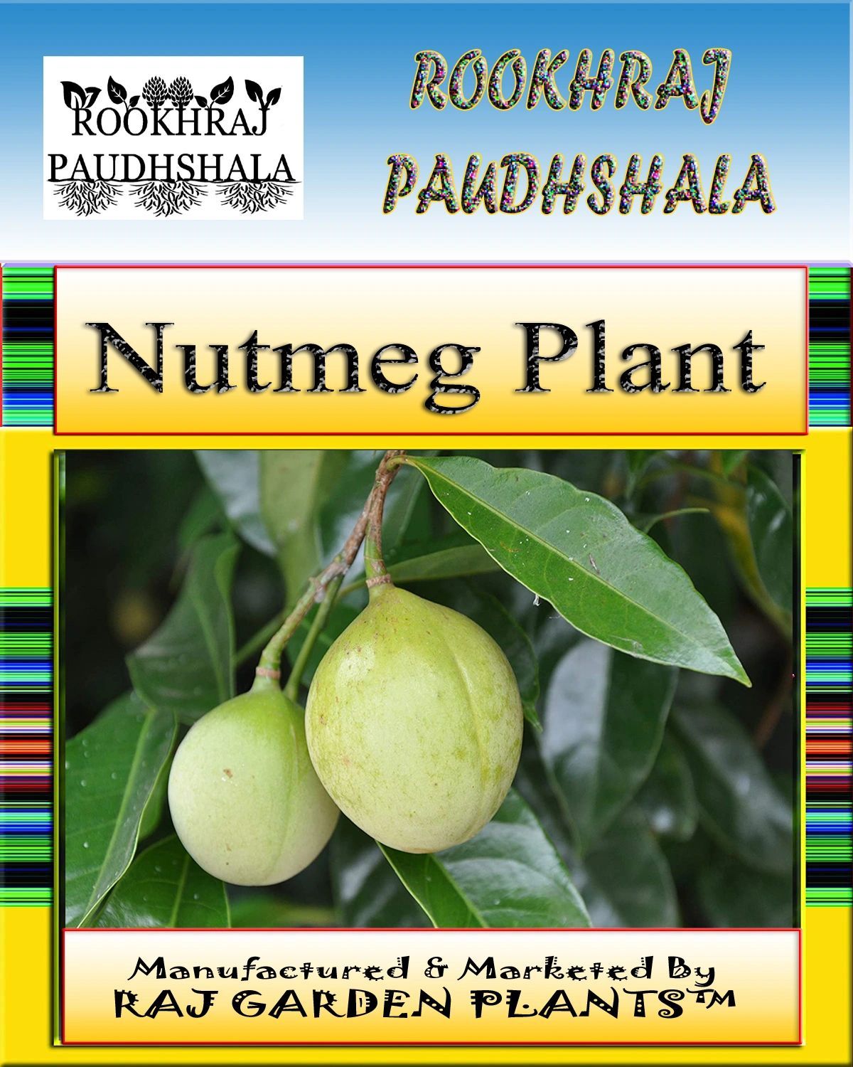 Jayfal Live Plant, Nutmeg Plant, Myristica fragrans [RAJ GARDEN PLANTS]