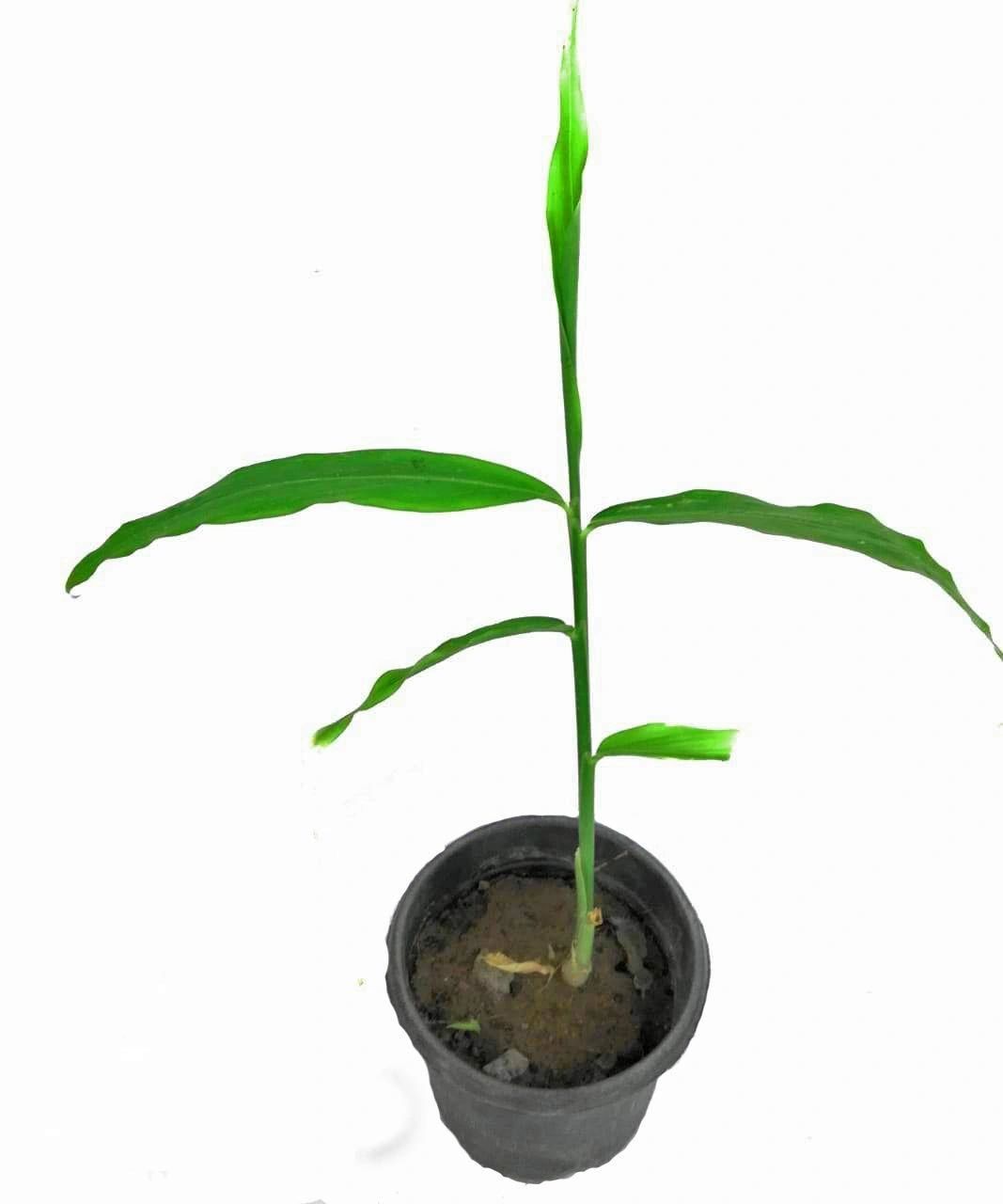 Cardamom Live Plant, lyachi Plant, Cardamom Plants [RAJ GARDEN PLANTS]