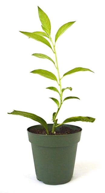 Ratrani Creeper Plant, रातरानी, Night Blooming Jasmine, Cestrum Nocturnum Live Plant [RAJ GARDEN PLANTS]
