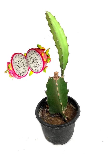 Dragon Fruit Plants( 5 Plants) - Bulk Order [RAJ GARDEN PLANTS]