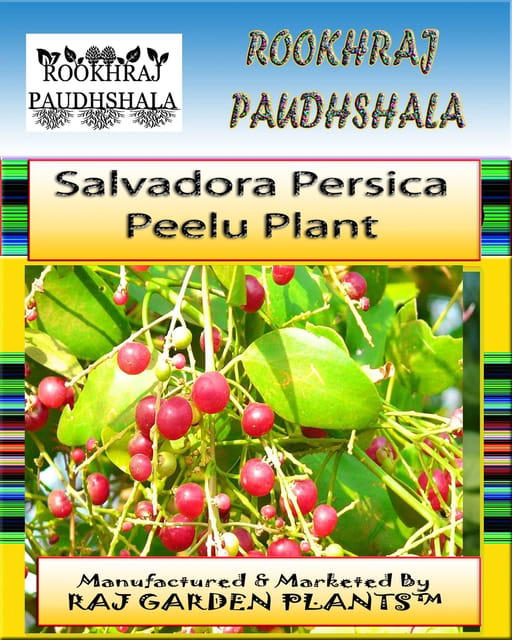 Salvadora persica Plant, Miswak Plant, Khari Jaal , Peelu Plant, Salvadora Persica [RAJ GARDEN PLANTS]