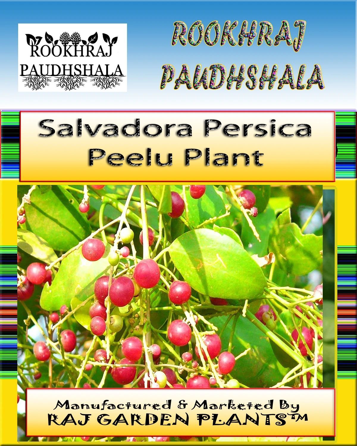 Salvadora persica Plant, Miswak Plant, Khari Jaal , Peelu Plant, Salvadora Persica [RAJ GARDEN PLANTS]