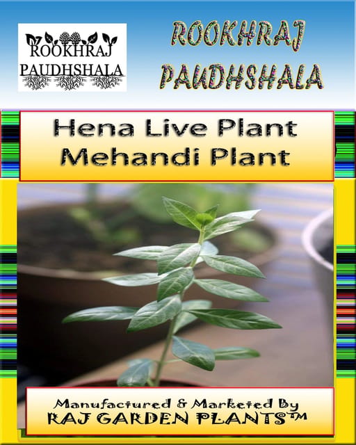 Henna Plant, Hena Plant Mehndi Live Plants, Lawsonia inermis [RAJ GARDEN PLANTS]
