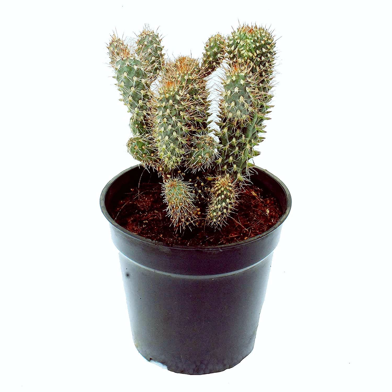 Cylindropuntia Fulgida Cactus Plant, Cactus Plants [RAJ GARDEN PLANTS]