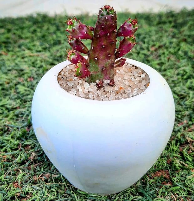 Opuntia Monacantha Cactus Plant [RAJ GARDEN PLANTS]