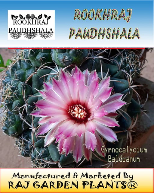 Gymnocalycium Coryphantha Elephantidens Cactus Plant, Flowering Cactus Plantg [RAJ GARDEN PLANTS]