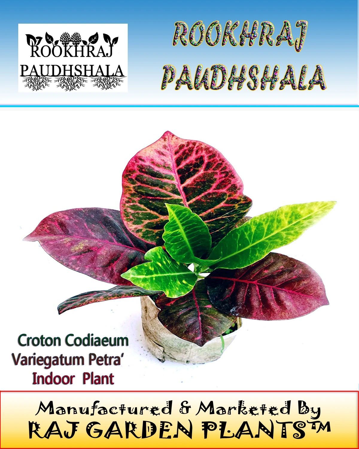 Croton Codiaeum variegatum ‘Petra’ Live Decoration Indoor Plant [RAJ GARDEN PLANTS]