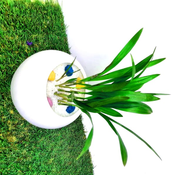 Goodlook Indoor Airpurification Table Top Areca Palm Plant with Apple Shape Designor Plastic Pot [RAJ GARDEN PLANTS]