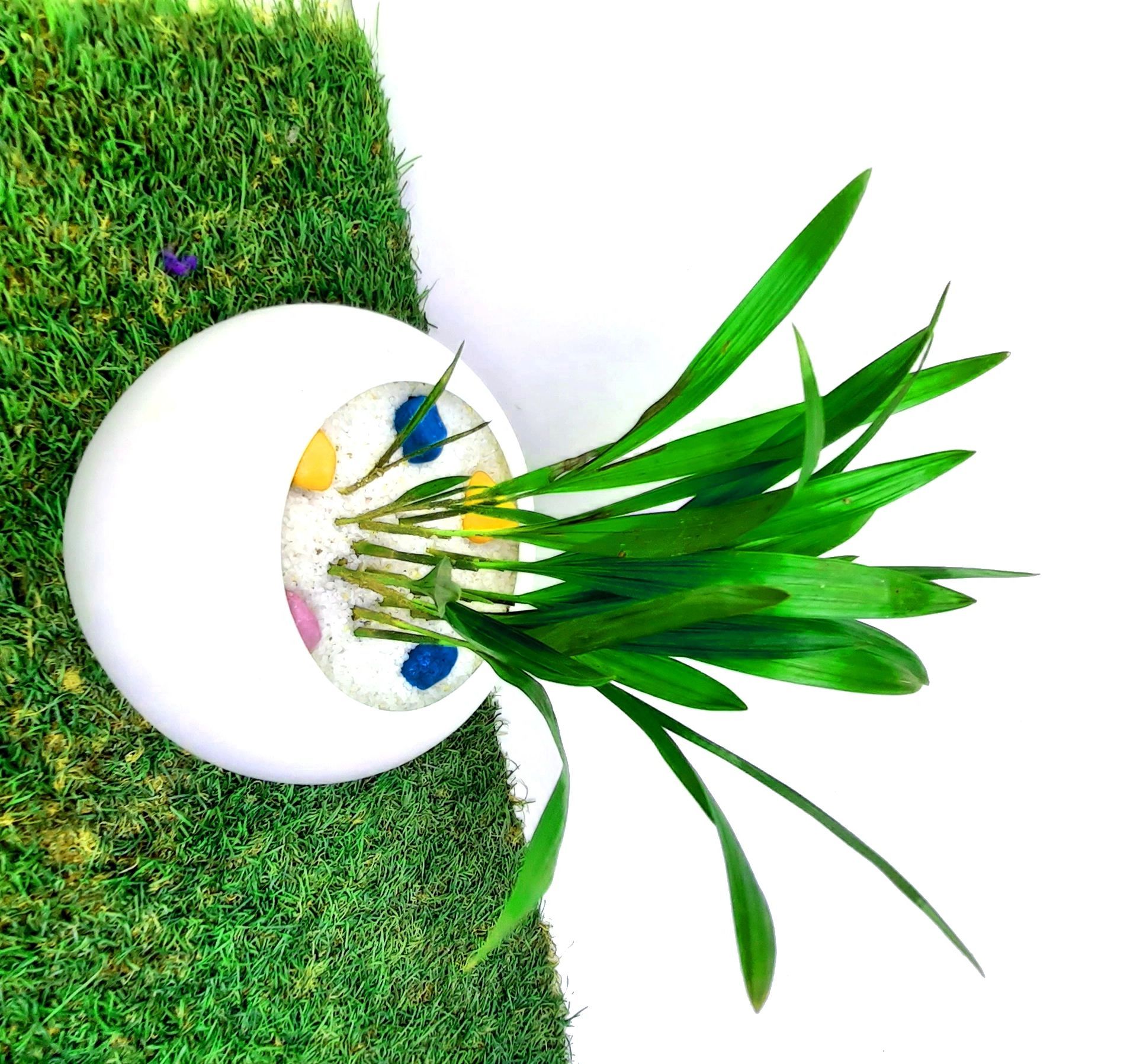 Goodlook Indoor Airpurification Table Top Areca Palm Plant with Apple Shape Designor Plastic Pot [RAJ GARDEN PLANTS]