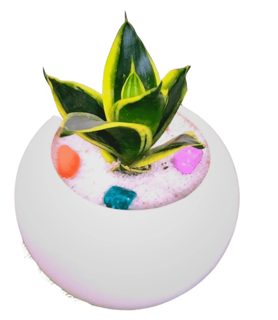 Goodlook Indoor Airpurification Table Top Sansevieria Golden hahnii Plant with Apple Shape Designor Plastic Pot [RAJ GARDEN PLANTS]
