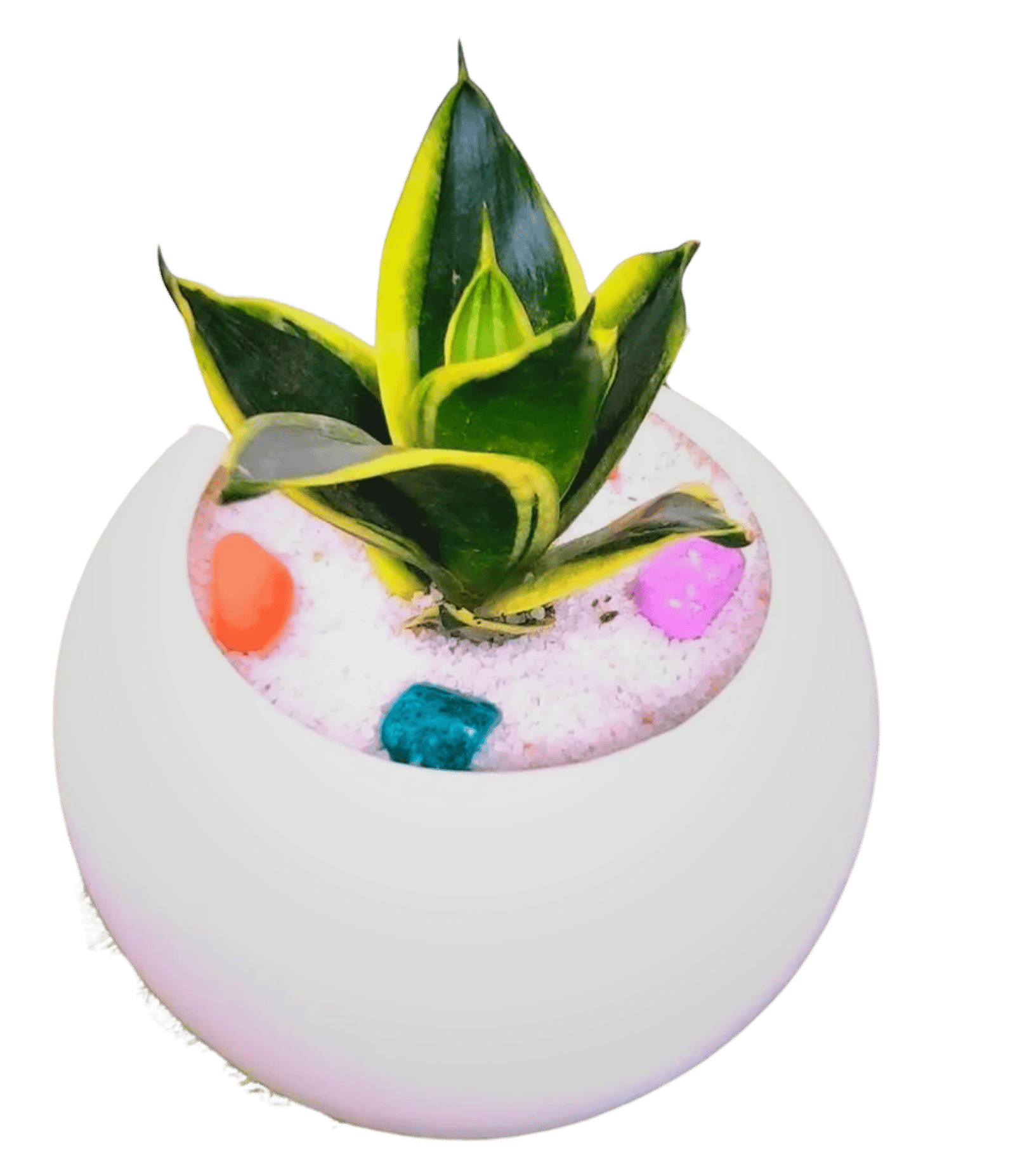 Goodlook Indoor Airpurification Table Top Sansevieria Golden hahnii Plant with Apple Shape Designor Plastic Pot [RAJ GARDEN PLANTS]