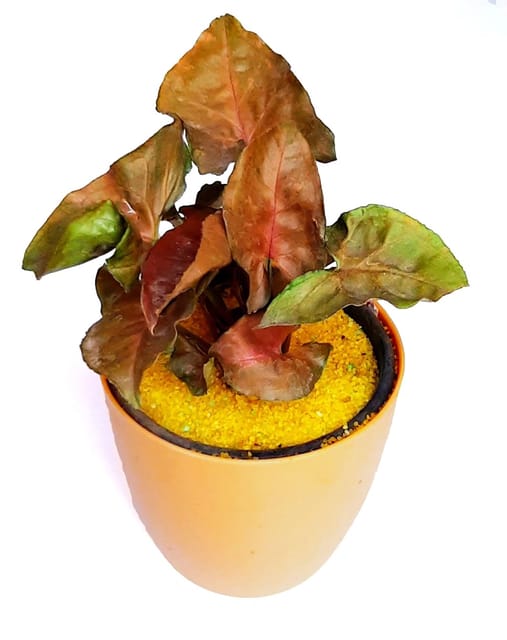 Goodlook Indoor Airpurification Table Top Syngonium Live Plant With Fancy Plastic Pot , Decorating Home | Garden | Office Desk | Perfect for Gifting [RAJ GARDEN PLANTS]