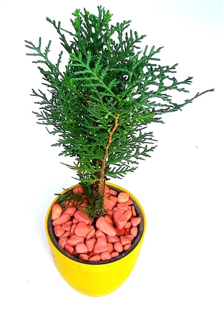Goodlook Indoor Airpurification Goodluck Vidya Plant, Morpankhi Plant ,Thuja Orientalis Indoor Live Plants [RAJ GARDEN PLANTS]