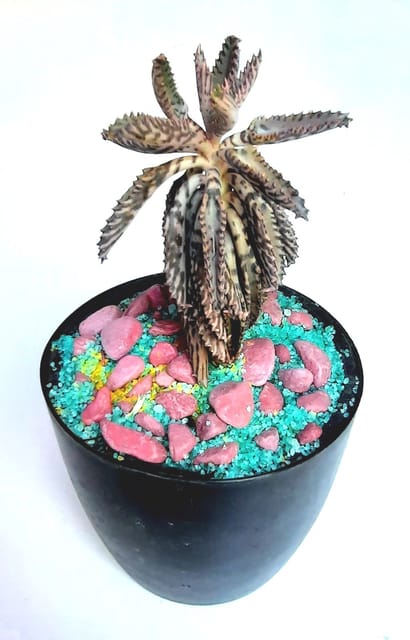 Devil's Back Bone, Kalanchoe Delagoensis,Mother of Millions Succulent Plant [RAJ GARDEN PLANTS]