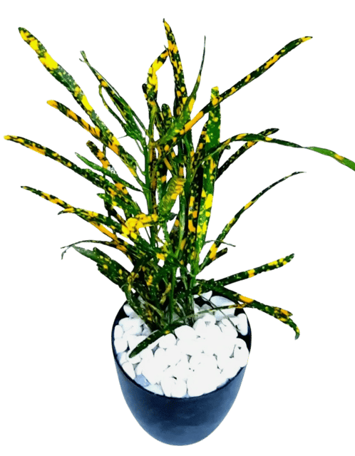 Croton Gold Dust VariegatedThin Leaves Decorative Plant, Inddor Air Purifying Plants with Designor Pot [RAJ GARDEN PLANTS]